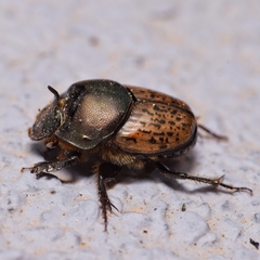 Onthophagus vacca