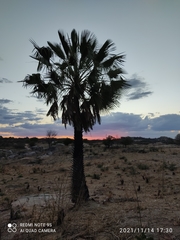 Copernicia prunifera