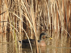 Anas platyrhynchos × zonorhyncha