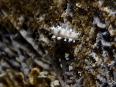 Tritonicula hamnerorum