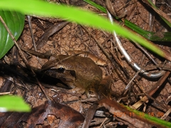 Limnonectes paramacrodon