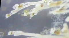 Watersipora cucullata