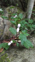 Justiciinae