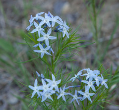 Amsonia ciliata texana
