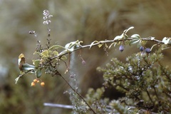 Berberis hallii