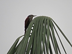 Berlepschia rikeri