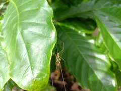 Leucauge decorata