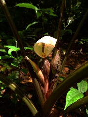 Xanthosoma granvillei