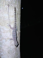 Hemidactylus frenatus