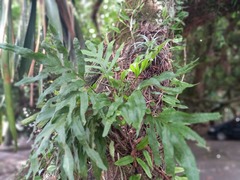 Pleopeltis pleopeltifolia