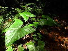 Xanthosoma granvillei
