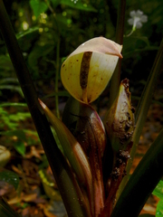Xanthosoma granvillei