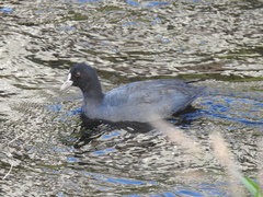 Fulica atra