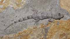 Hemidactylus mercatorius