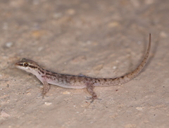 Hemidactylus robustus