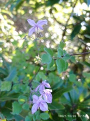 Thalictrum reniforme