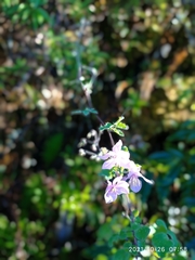Thalictrum reniforme