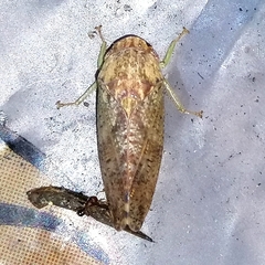 Folicana