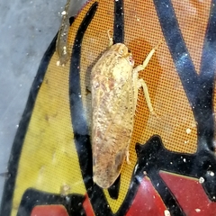 Folicana