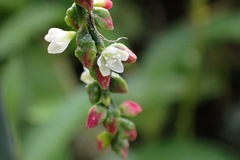 Persicaria pubescens