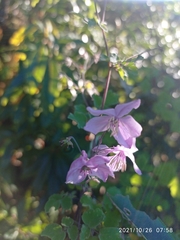 Thalictrum reniforme