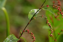 Persicaria pubescens