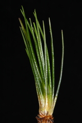 Isoetes occidentalis