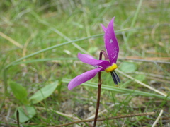 Dodecatheon