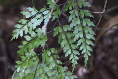 Asplenium austrochinense