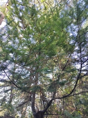 Abies jaliscana