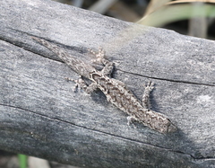 Lygodactylus pictus