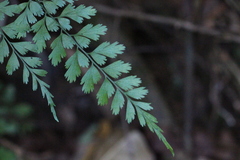 Asplenium austrochinense