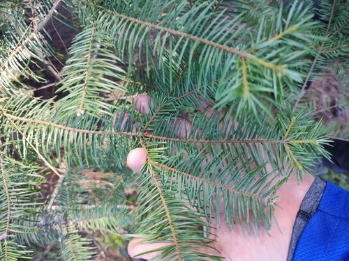 Image of Abies jaliscana by (c) Abraham Sánchez Romero, some rights reserved (CC BY)