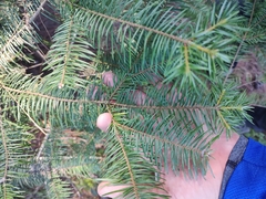 Abies jaliscana