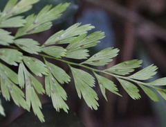 Asplenium austrochinense