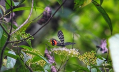 Bhutanitis lidderdalii