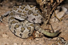 Crotalus enyo enyo