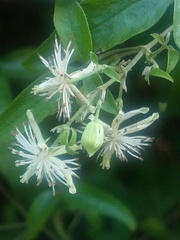 Clematis formosana