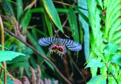 Bhutanitis lidderdalii