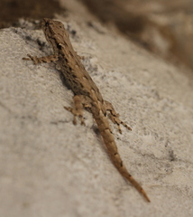 Lygodactylus tolampyae