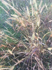Setaria scheelei