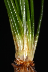 Isoetes occidentalis