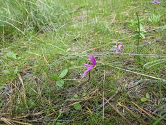 Dodecatheon