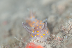 Plocamopherus ocellatus