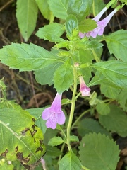Clinopodium grandiflorum