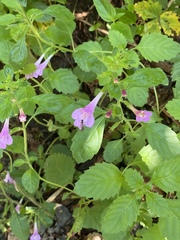 Clinopodium grandiflorum