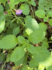 Clinopodium grandiflorum