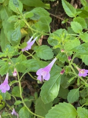 Clinopodium grandiflorum