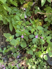 Clinopodium grandiflorum