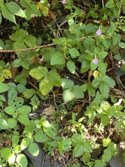 Clinopodium grandiflorum